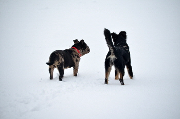 Training im Schnee