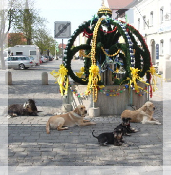 hunde vor osterbrunnen